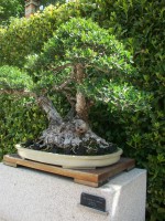 /album/danimayosinfojardin2/bonsai-acebuche-olea-europea-var-sylveltris-jpg-jpg/